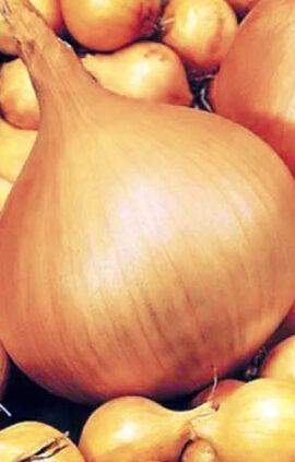 Цибуля Сеншуй сітка 10 кг розмір 10/21