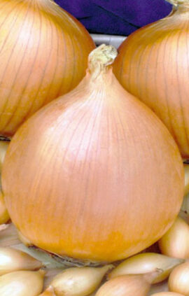 Цибуля Сеттон сітка 10 кг розмір 10/21