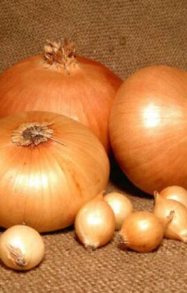 Цибуля Штутгартер Різен сітка 10 кг розмір 8/21