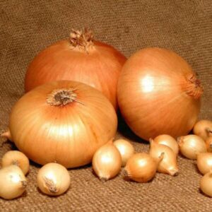 Цибуля Штутгартер Різен сітка 10 кг розмір 8/21