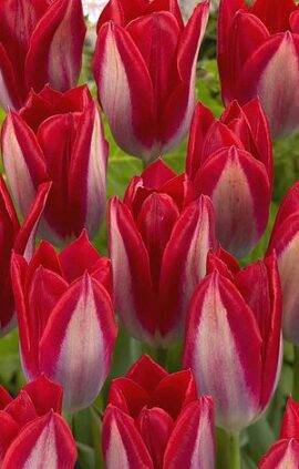 Тюльпан Герріт де джонх 500 цибулин розмір 12+