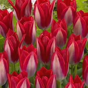 Тюльпан Герріт де джонх 500 цибулин розмір 12+