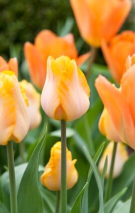 Тюльпан Бестселлер 25 цибулин розмір 10/11