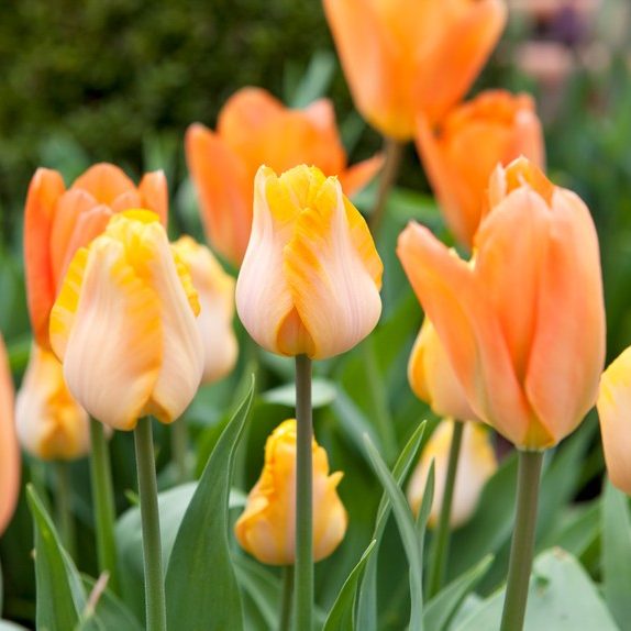 Тюльпан Бестселлер 25 цибулин розмір 10/11