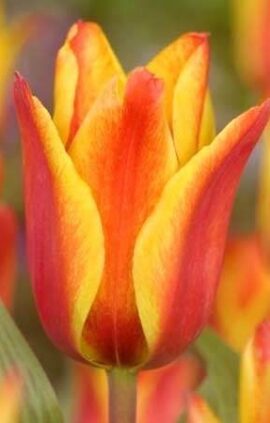 Тюльпан Енгадін 30 цибулин розмір 10/11