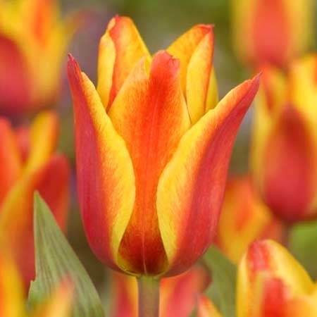 Тюльпан Енгадін 30 цибулин розмір 10/11