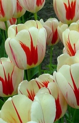 Тюльпан Бенінг Хат 25 цибулин розмір 10/11