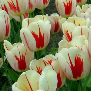 Тюльпан Бенінг Хат 25 цибулин розмір 10/11