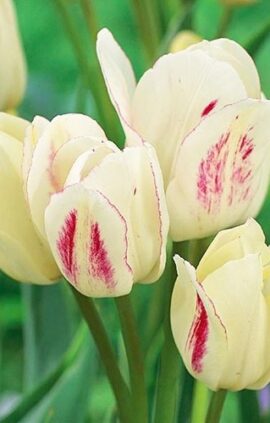 Тюльпан Канді Клаб 30 цибулин розмір 10/11