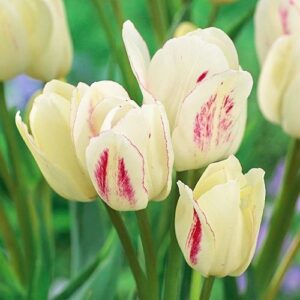 Тюльпан Канді Клаб 30 цибулин розмір 10/11