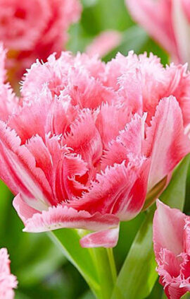 Тюльпан Кріспіон світ 500 цибулин розмір 12+