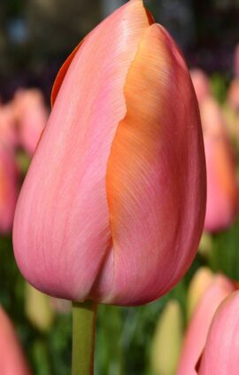 Тюльпан Dordogne 25 цибулин розмір 10/11