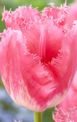 Тюльпан Фенсі Фрілз 500 цибулин розмір 12+