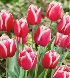 Тюльпан Фуранд 500 цибулин розмір 12+