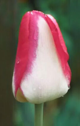 Тюльпан Гарден Паті 30 цибулин розмір 10/11