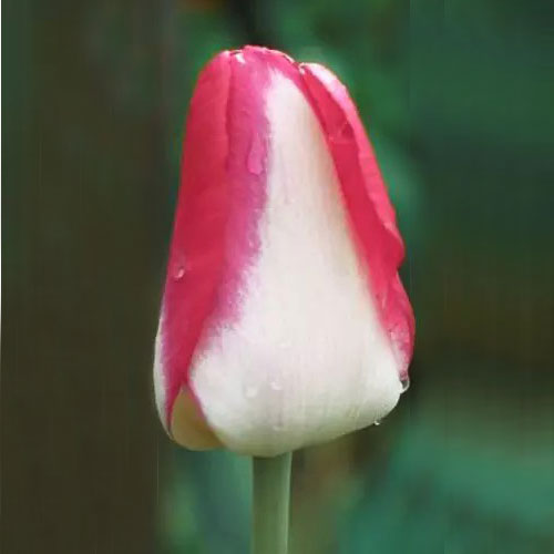 Тюльпан Гарден Паті 30 цибулин розмір 10/11