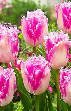 Тюльпан Хейс тен Бош упаковка 30 цибулин розмір 10/11