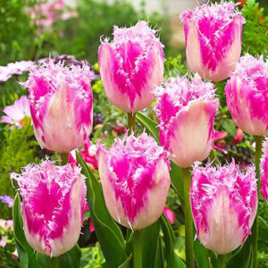 Тюльпан Хейс тен Бош упаковка 30 цибулин розмір 10/11