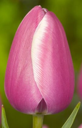 Тюльпан Джамбо Бьюті 25 цибулин розмір 10/11