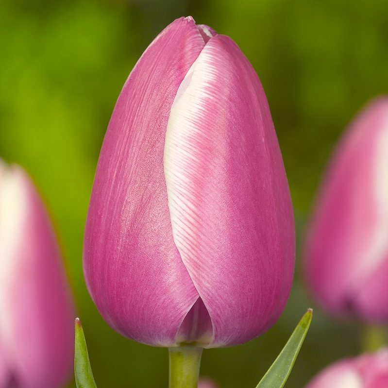 Тюльпан Джамбо Бьюті 25 цибулин розмір 10/11