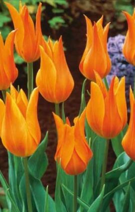 Тюльпан Маржолін 25 цибулин розмір 10/11