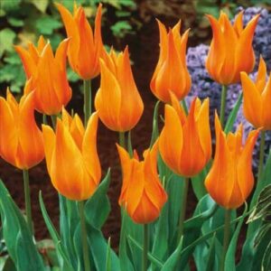 Тюльпан Маржолін 25 цибулин розмір 10/11