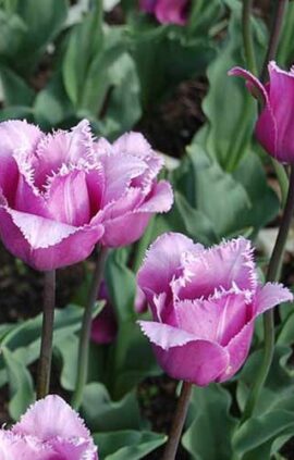 Тюльпан Макс Дюранд 25 цибулин розмір 10/11