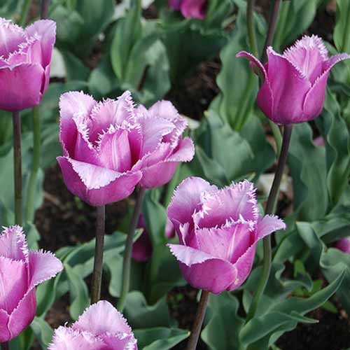 Тюльпан Макс Дюранд 25 цибулин розмір 10/11