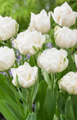 Тюльпан Маунт Такома 25 цибулин розмір 10/11