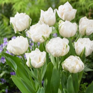 Тюльпан Маунт Такома 25 цибулин розмір 10/11