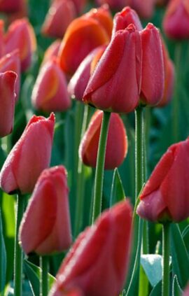 Тюльпан Парад 500 цибулин розмір 12+