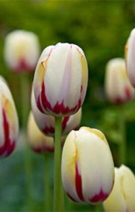 Тюльпан Портофіно 25 цибулин розмір 10/11