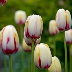 Тюльпан Портофіно 25 цибулин розмір 10/11