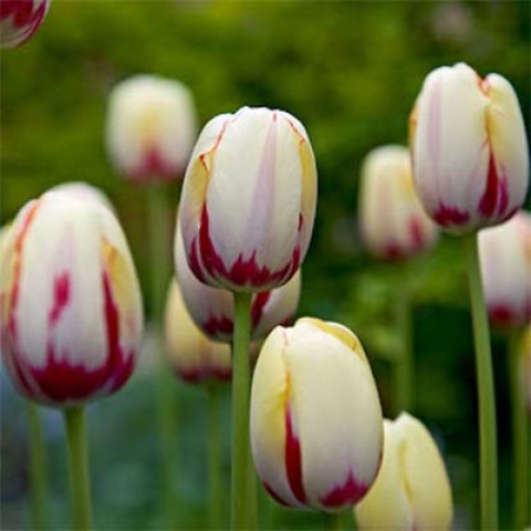 Тюльпан Портофіно 25 цибулин розмір 10/11