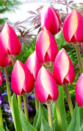 Тюльпан Рашн Принцес 500 цибулин розмір 12+