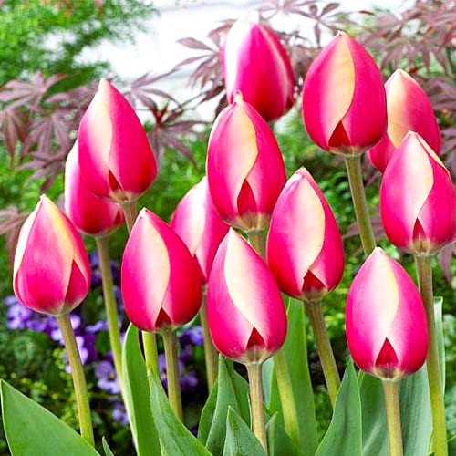 Тюльпан Рашн Принцес 500 цибулин розмір 12+