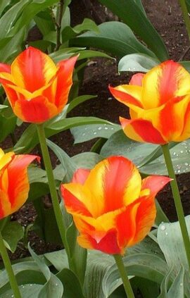 Тюльпан Чайковський 25 цибулин розмір 10/11