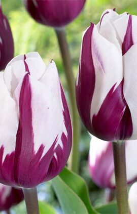 Тюльпан Зурел 25 цибулин розмір 10/11