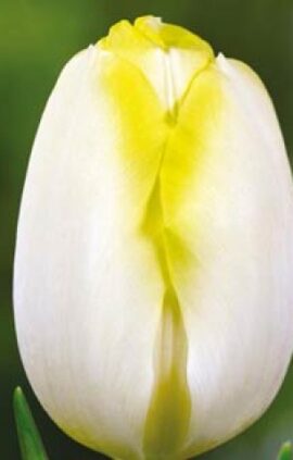 Тюльпан Болроял Сільвер 500 цибулин розмір 12+