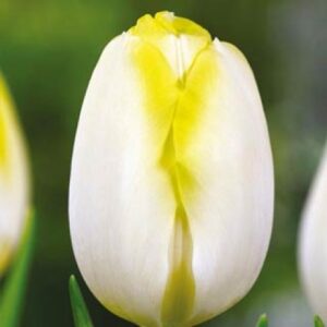 Тюльпан Болроял Сільвер 500 цибулин розмір 12+