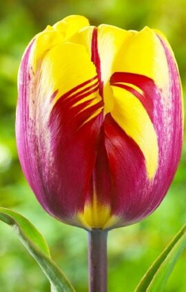 Тюльпан Ель Сід 25 цибулин розмір 10/11