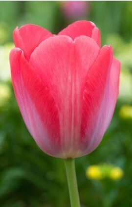 Тюльпан Елізабет Арден 25 цибулин розмір 10/11