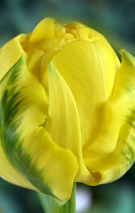 Тюльпан Голден жевів 500 цибулин розмір 12+