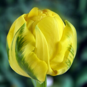 Тюльпан Голден жевів 500 цибулин розмір 12+