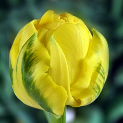 Тюльпан Голден жевів 500 цибулин розмір 12+