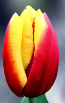 Тюльпан Репутейшн 500 цибулин розмір 12+