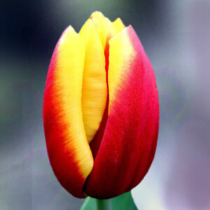 Тюльпан Репутейшн 500 цибулин розмір 12+