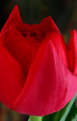 Тюльпан Сарт 500 цибулин розмір 12+