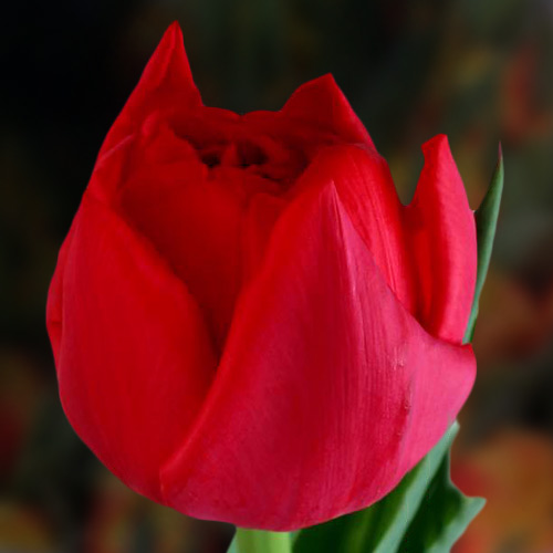 Тюльпан Сарт 500 цибулин розмір 12+