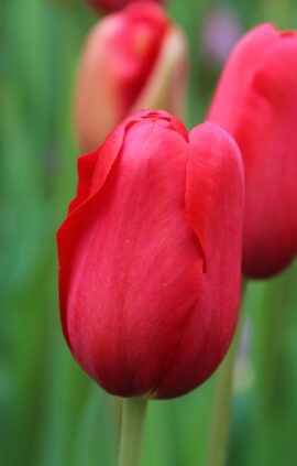 Тюльпан Кривава Мері 500 цибулин розмір 12+